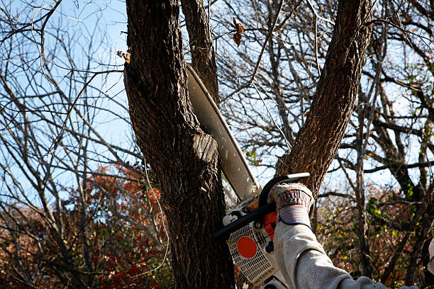 How Our Tree Care Process Works  in  Decatur, TN