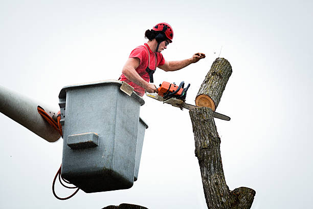 Best Hedge Trimming  in Decatur, TN