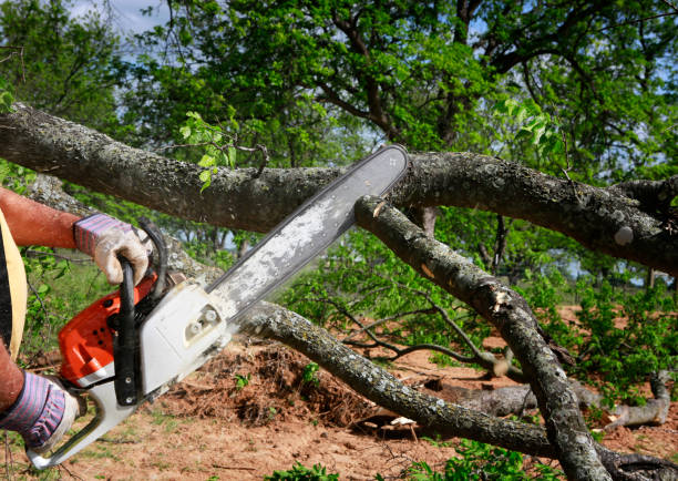 Best Tree and Shrub Care  in Decatur, TN